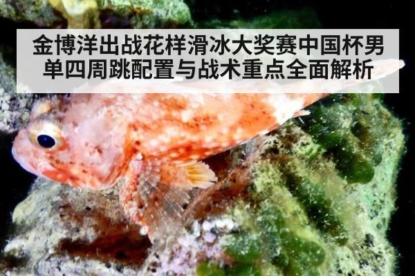 金博洋出战花样滑冰大奖赛中国杯男单四周跳配置与战术重点全面解析